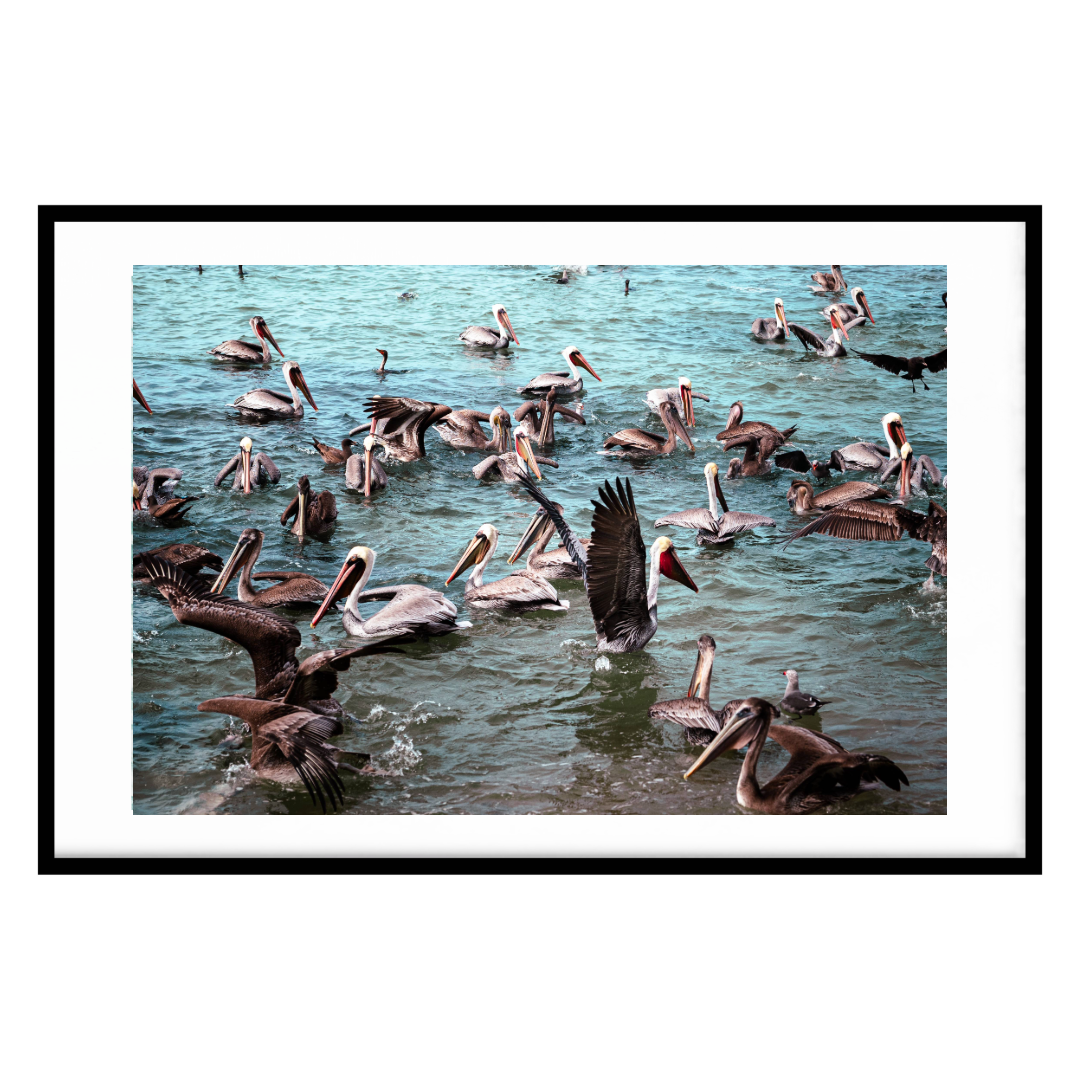 Framed photograph of pelicans in a body of water